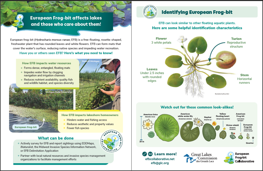 Preview of the lake association EFB factsheet